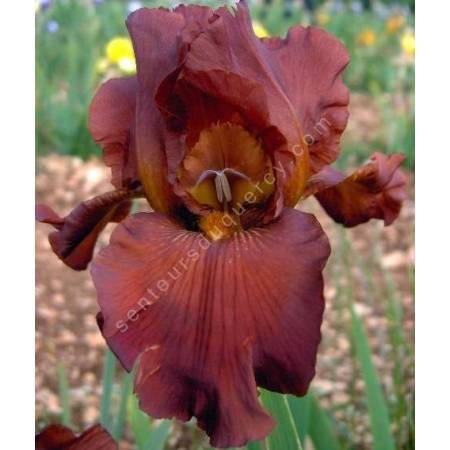 Iris 'Dutch Chocolate'