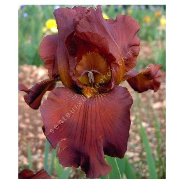 Iris 'Dutch Chocolate'