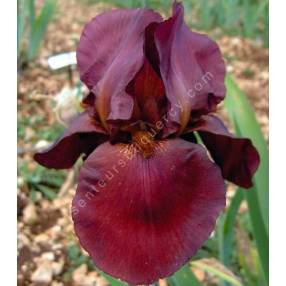 Iris 'Frontier Marshall'