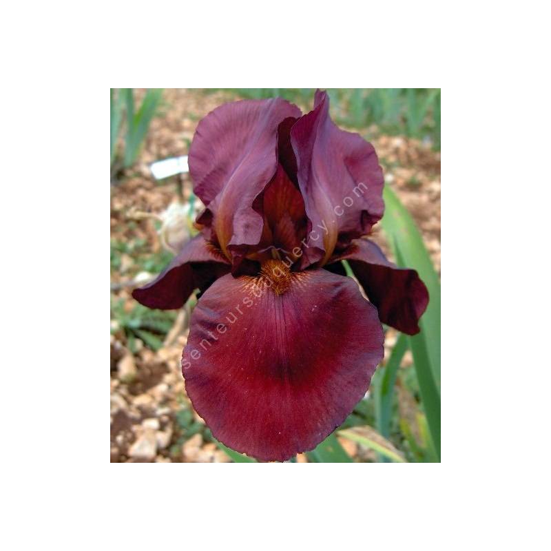 Iris 'Frontier Marshall'