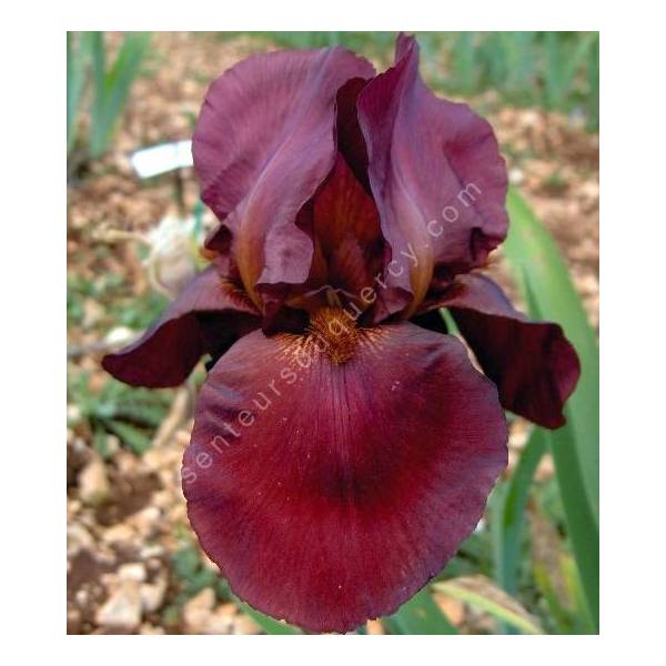 Iris 'Frontier Marshall'