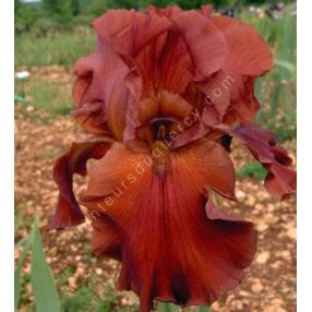 Iris 'Margrave'