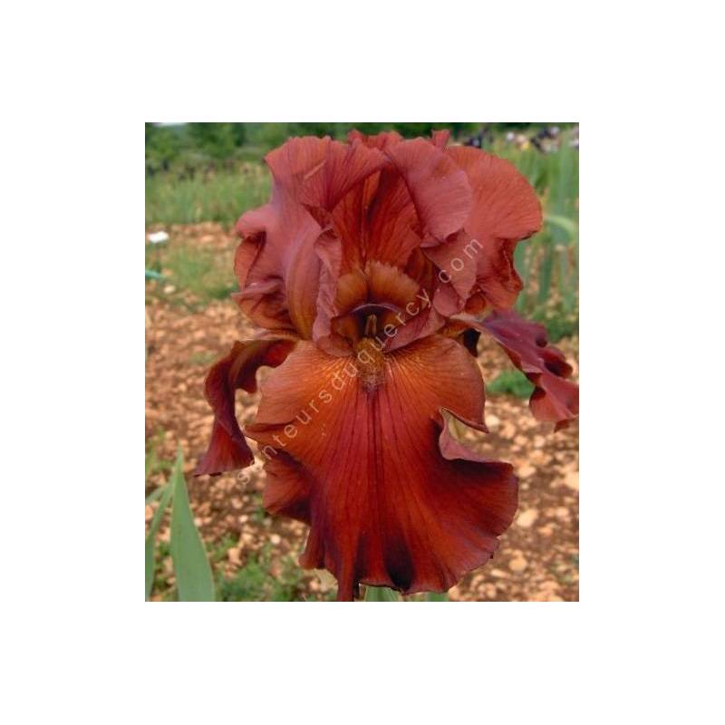 Iris 'Margrave'