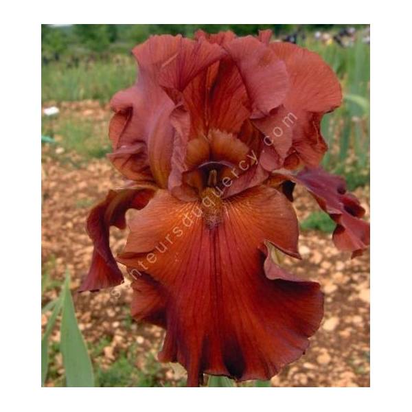 Iris 'Margrave'