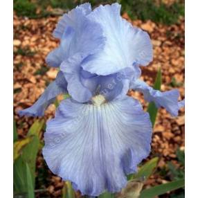 Iris 'Bristol Gem'