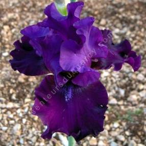 Iris 'Diabolique'