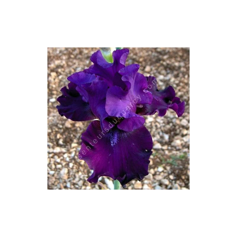 Iris 'Diabolique'