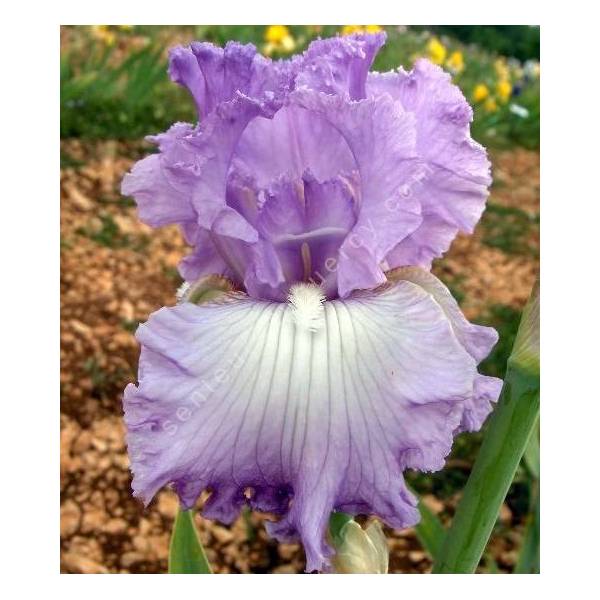 Iris 'Fabulous Frills' Iris 'Fabulous Frills'