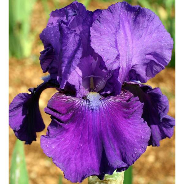 Iris 'Rotunda' Iris 'Rotunda'