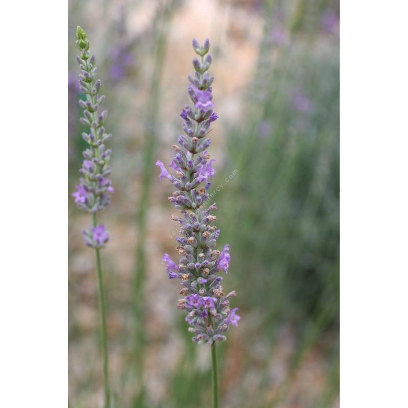 Lavandula x intermedia 'Jaubert', Lavandin