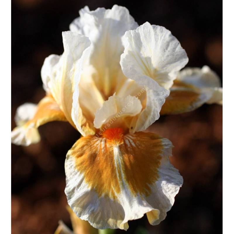 Iris 'California Style'
