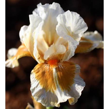 Iris 'California Style'