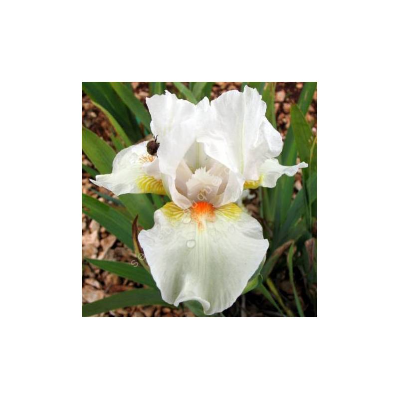 Iris 'Angel Heart'