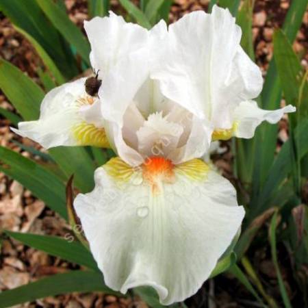 Iris 'Angel Heart'