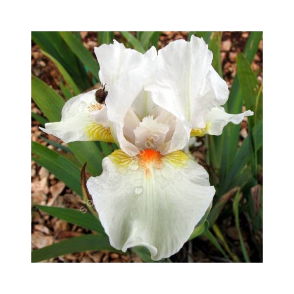 Iris 'Angel Heart' Iris 'Angel Heart'