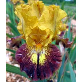 Iris 'Tantrum'