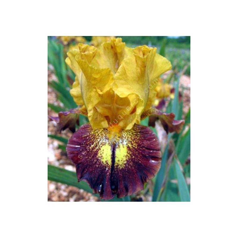 Iris 'Tantrum'