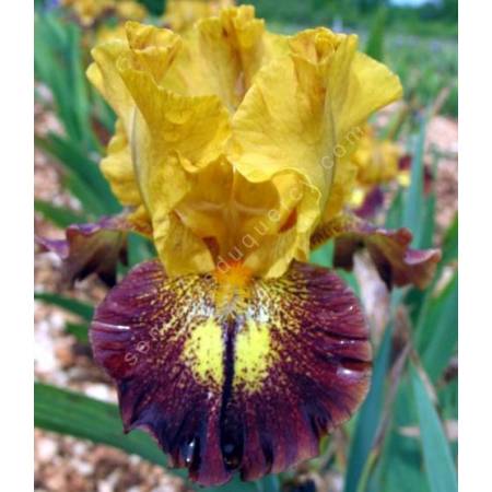 Iris 'Tantrum'