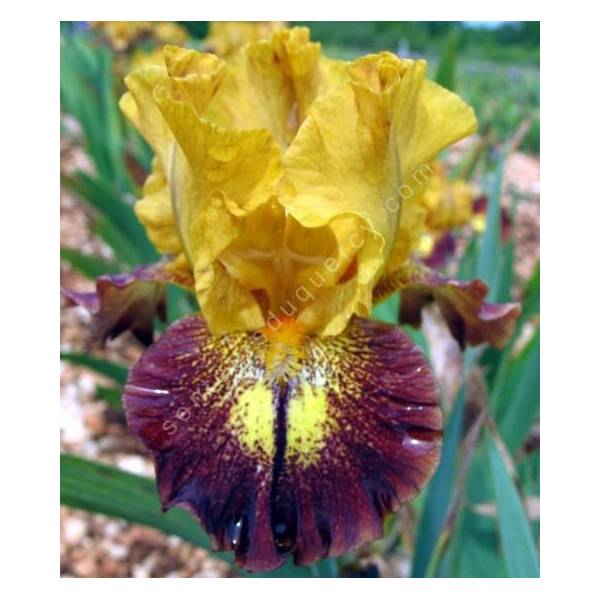 Iris 'Tantrum' Iris 'Tantrum'
