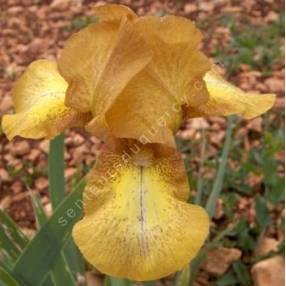 Iris 'Swizzle'