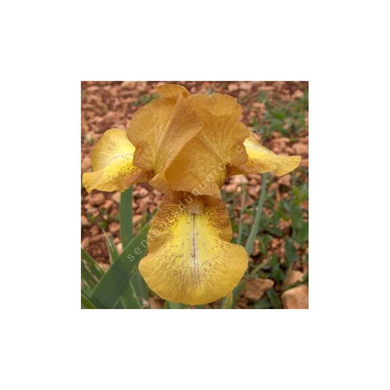 Iris 'Swizzle'
