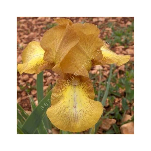 Iris 'Swizzle' Iris 'Swizzle'