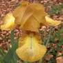 Iris 'Swizzle'