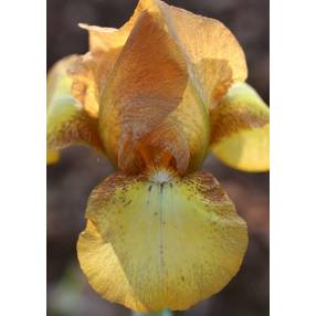 Iris 'Swizzle'