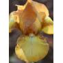 Iris 'Swizzle'
