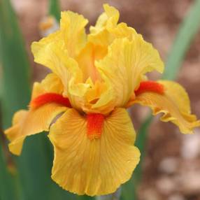 Iris 'Season Ticket'