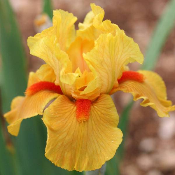 Iris 'Season Ticket' Iris 'Season Ticket'