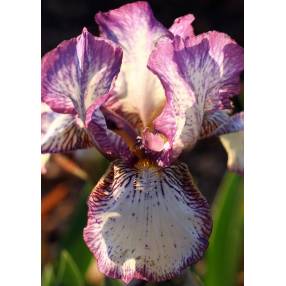 Iris 'Peggy Chambers'