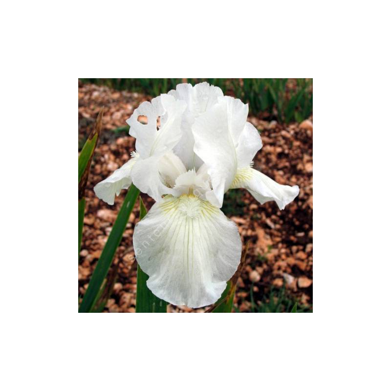 Iris 'Low Ho Silver'