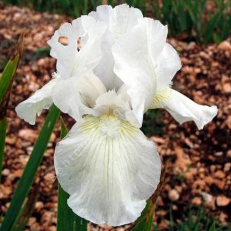 Iris 'Low Ho Silver'
