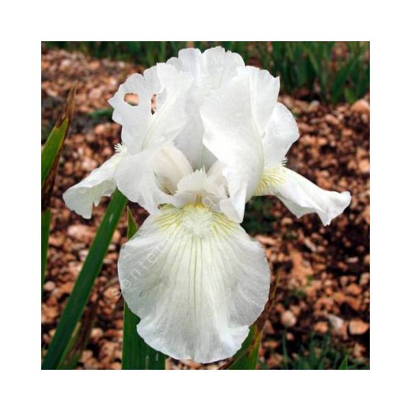 Iris 'Low Ho Silver' Iris 'Low Ho Silver'
