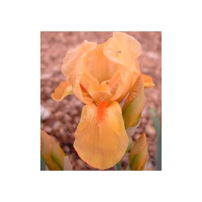 Iris 'Lillipinkput'