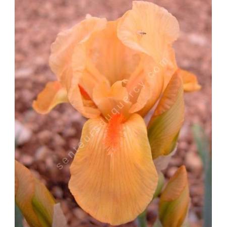 Iris 'Lillipinkput'