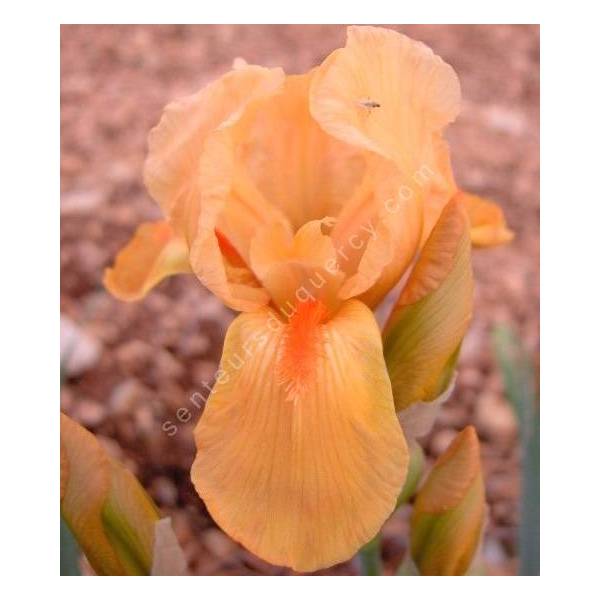 Iris 'Lillipinkput' Iris 'Lillipinkput'