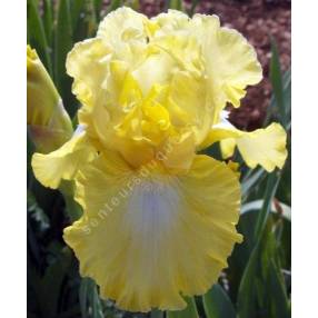 Iris 'Lemon Pop'