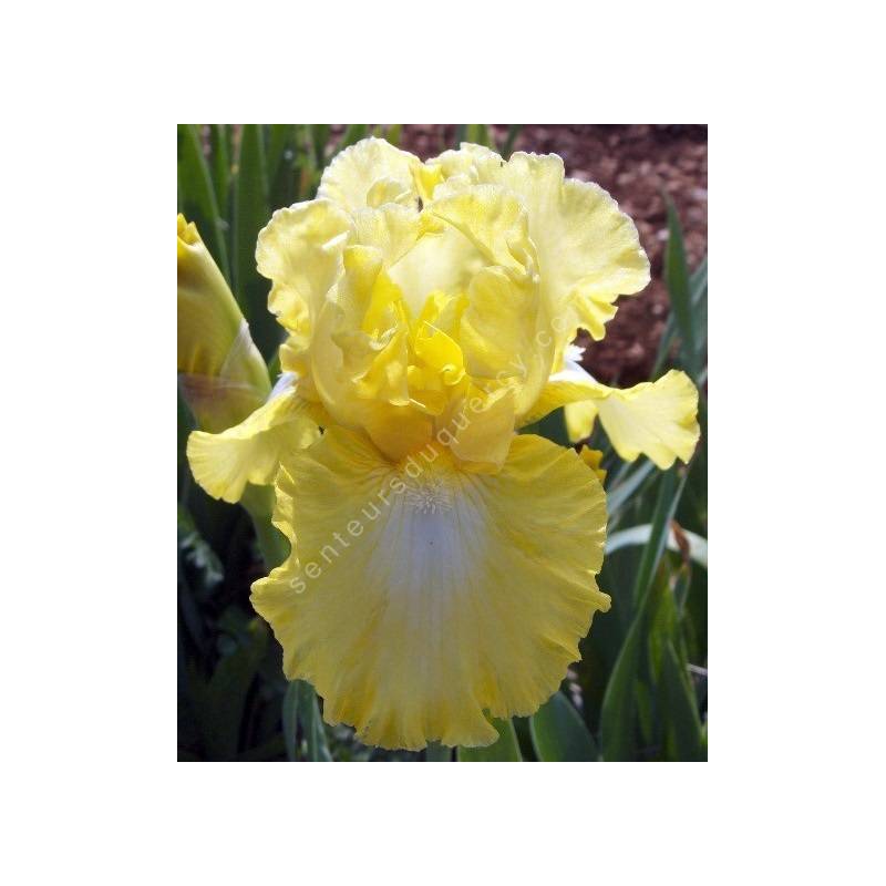 Iris 'Lemon Pop'