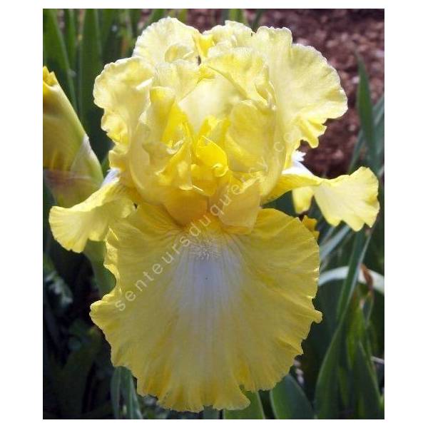 Iris 'Lemon Pop'