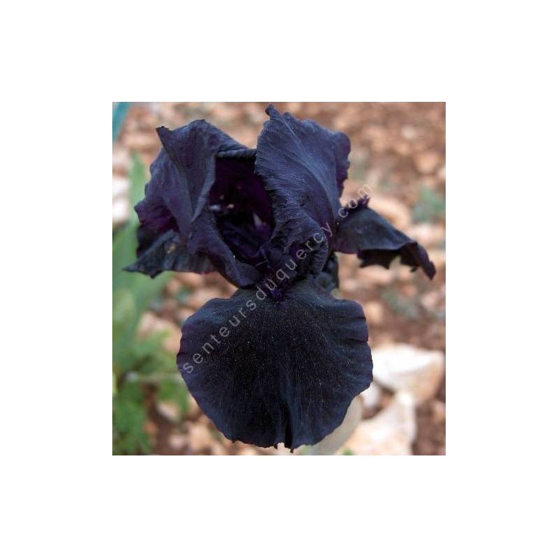 Iris 'Helen Proctor'