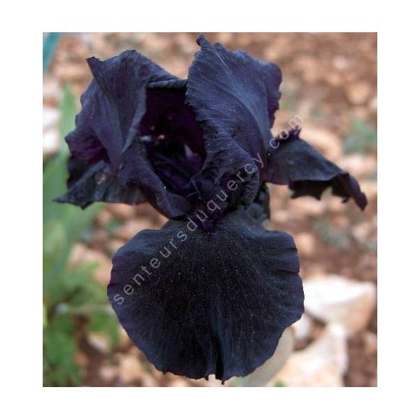 Iris 'Helen Proctor' Iris 'Helen Proctor'