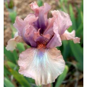 Iris 'Galway'