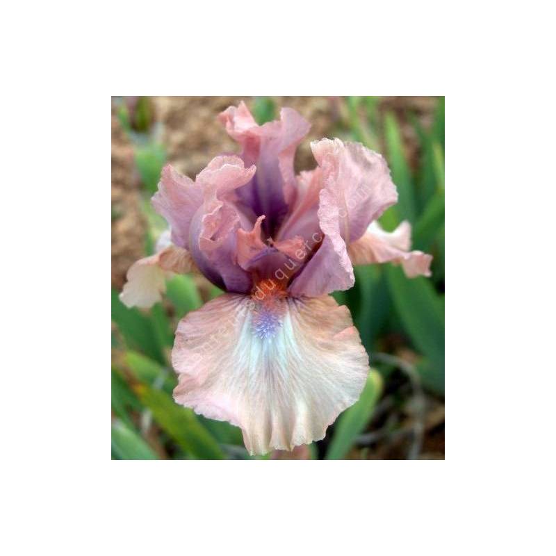 Iris 'Galway'