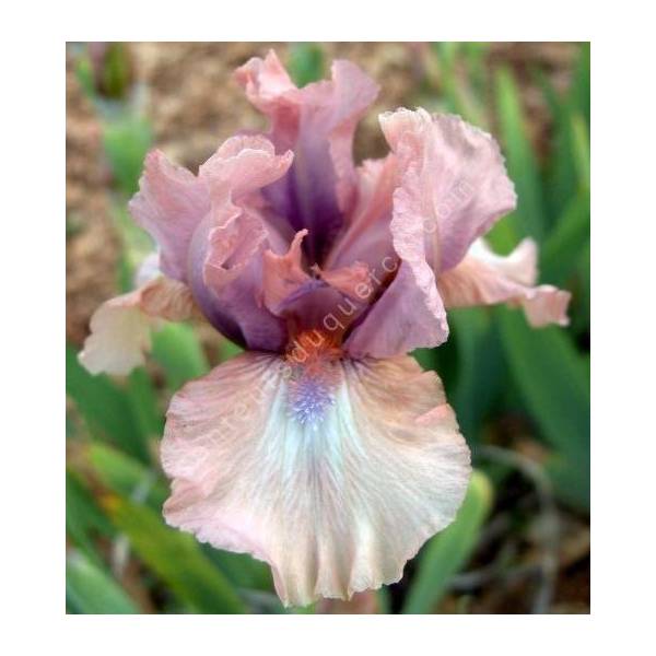 Iris 'Galway' Iris 'Galway'