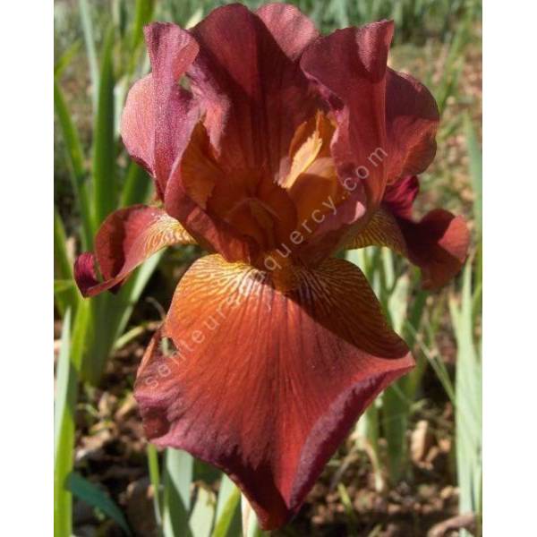 Iris 'Ernest Endeavour' Iris 'Ernest Endeavour'