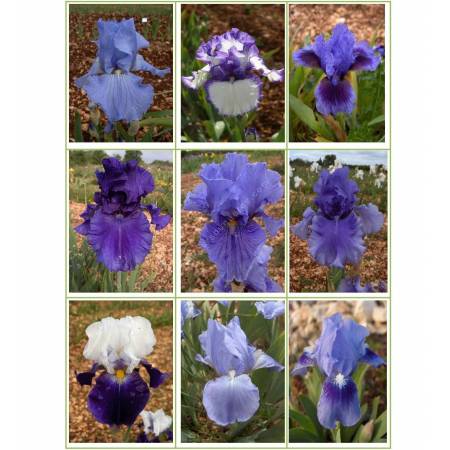 Collection d'iris bleus
