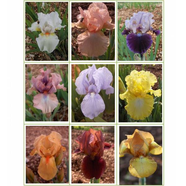 Collection d'iris intermédiaire Collection d'iris intermédiaire