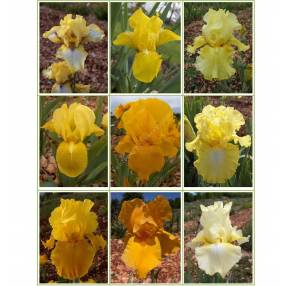 Collection d'iris jaunes